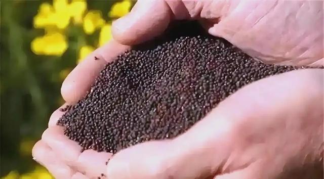 bob半岛体育-沉默24小时后，卡尼终于发声，否认与中国签协议，美财长得寸进尺